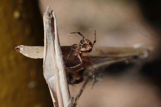 Image of Parasteatoda cingulata (Zhu 1998)