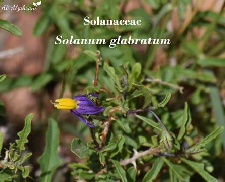 Image of Solanum glabratum Dun.