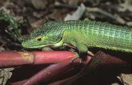 Image of Smith's arboreal alligator lizard