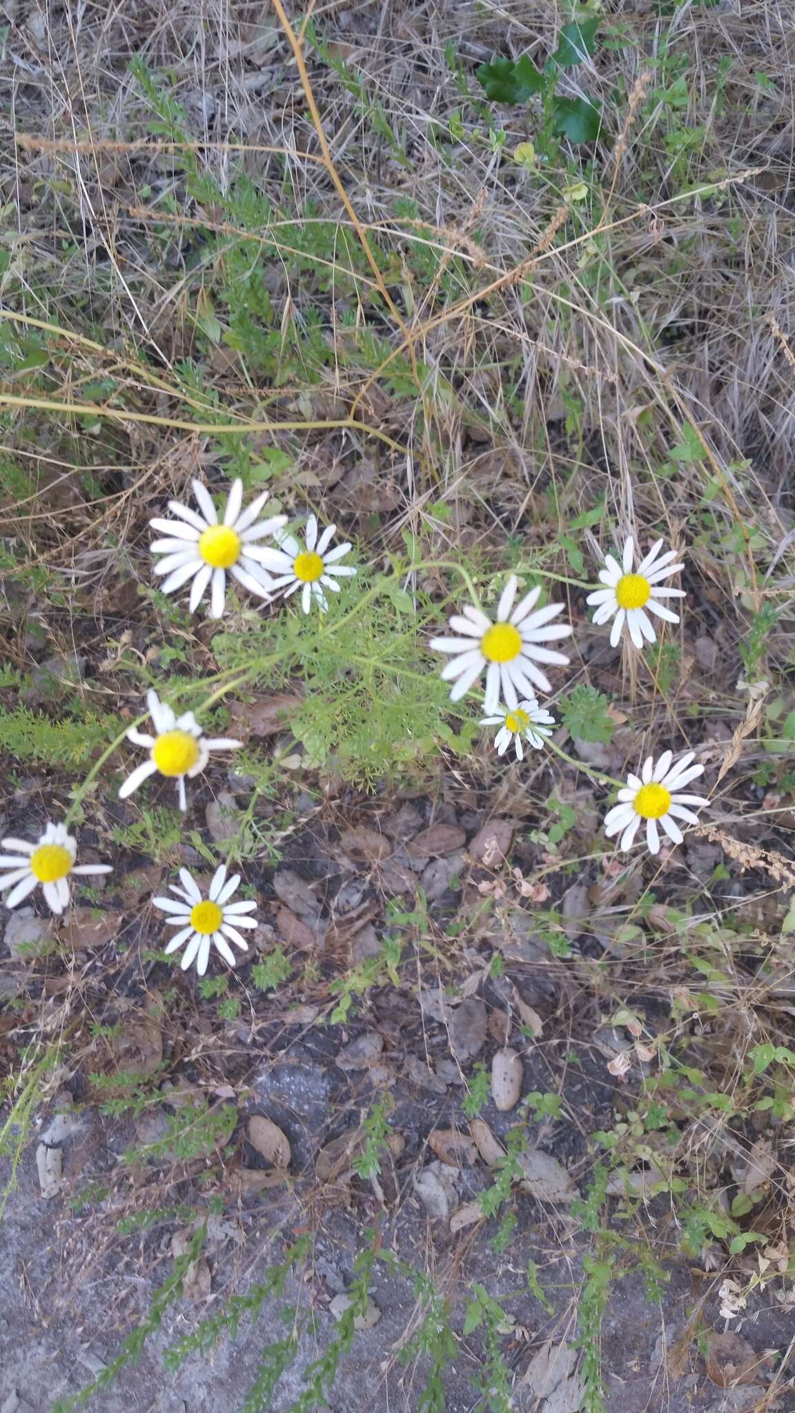 臭春黄菊的圖片