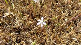 Image of vernalpool brodiaea