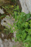 Rumex scutatus L. resmi