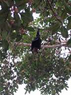 Image of Spectacled Flying Fox