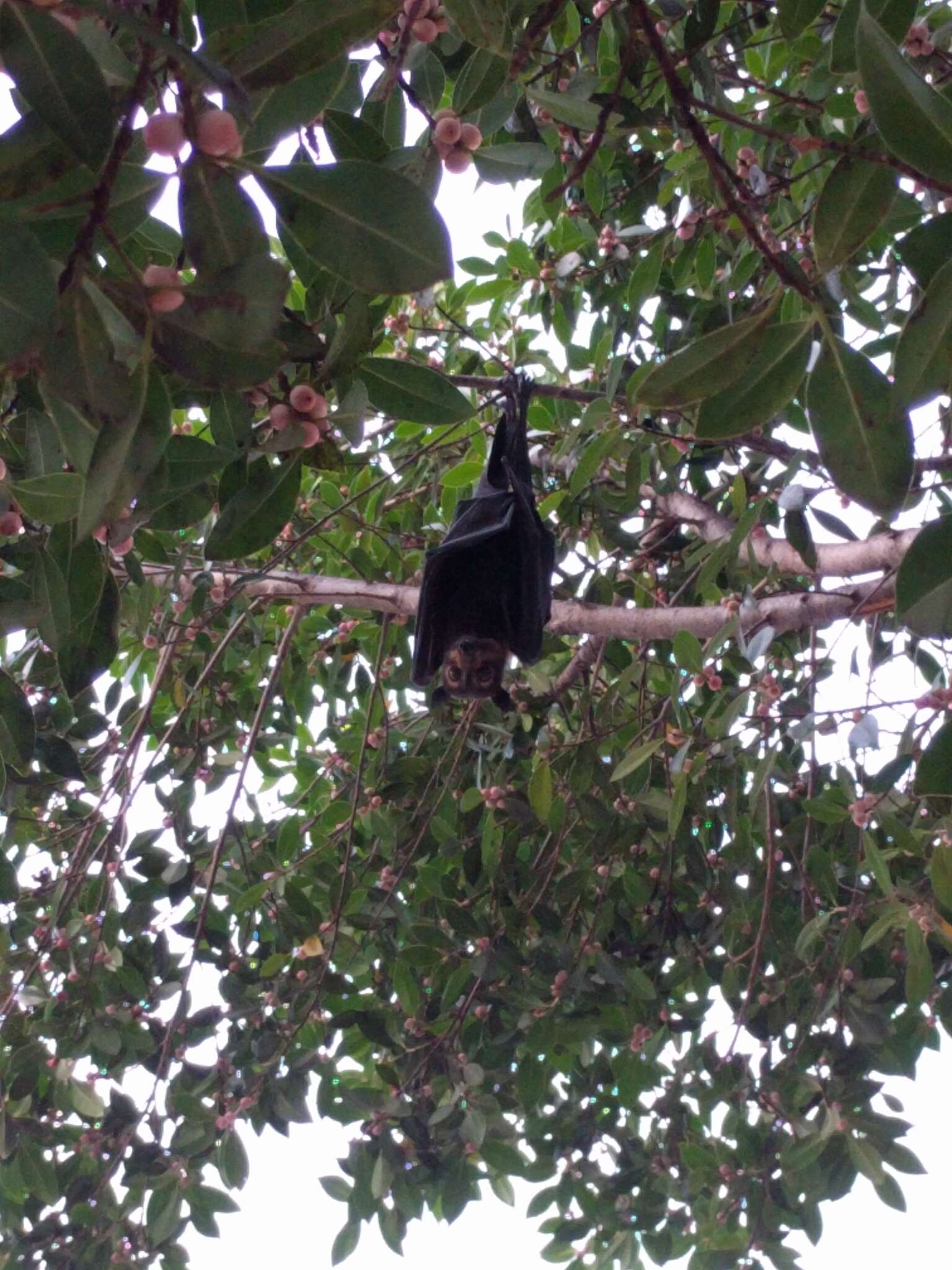 Image of Spectacled Flying Fox