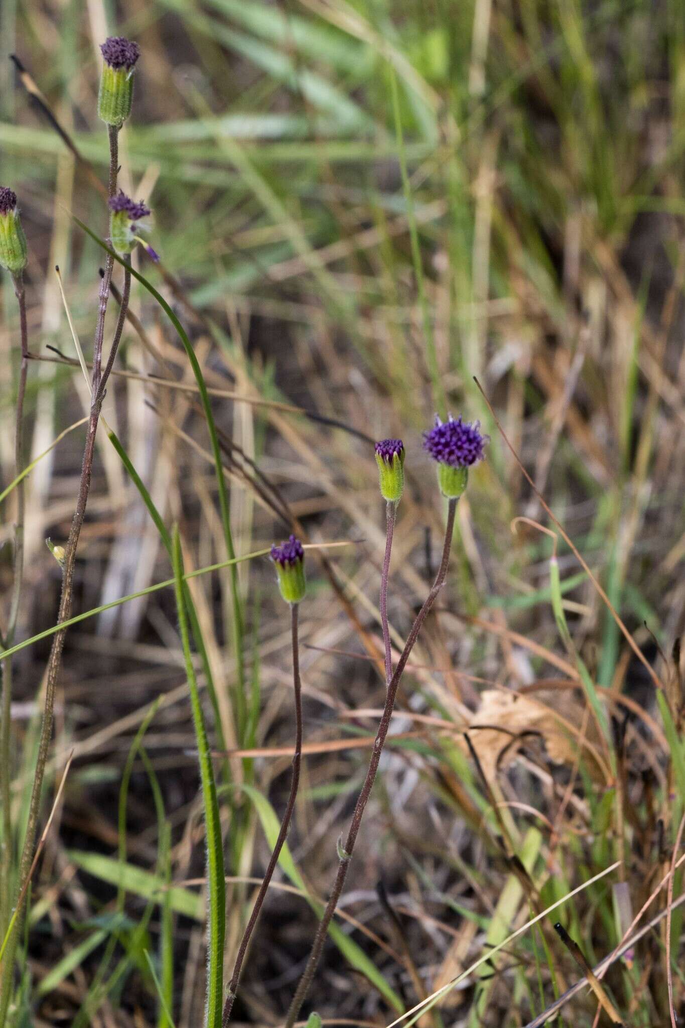 Sivun Senecio variabilis Sch. Bip. kuva