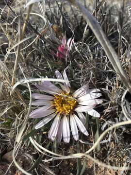 Image of Easter Daisy