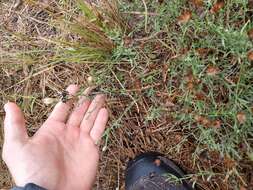 Image of prairie false willow