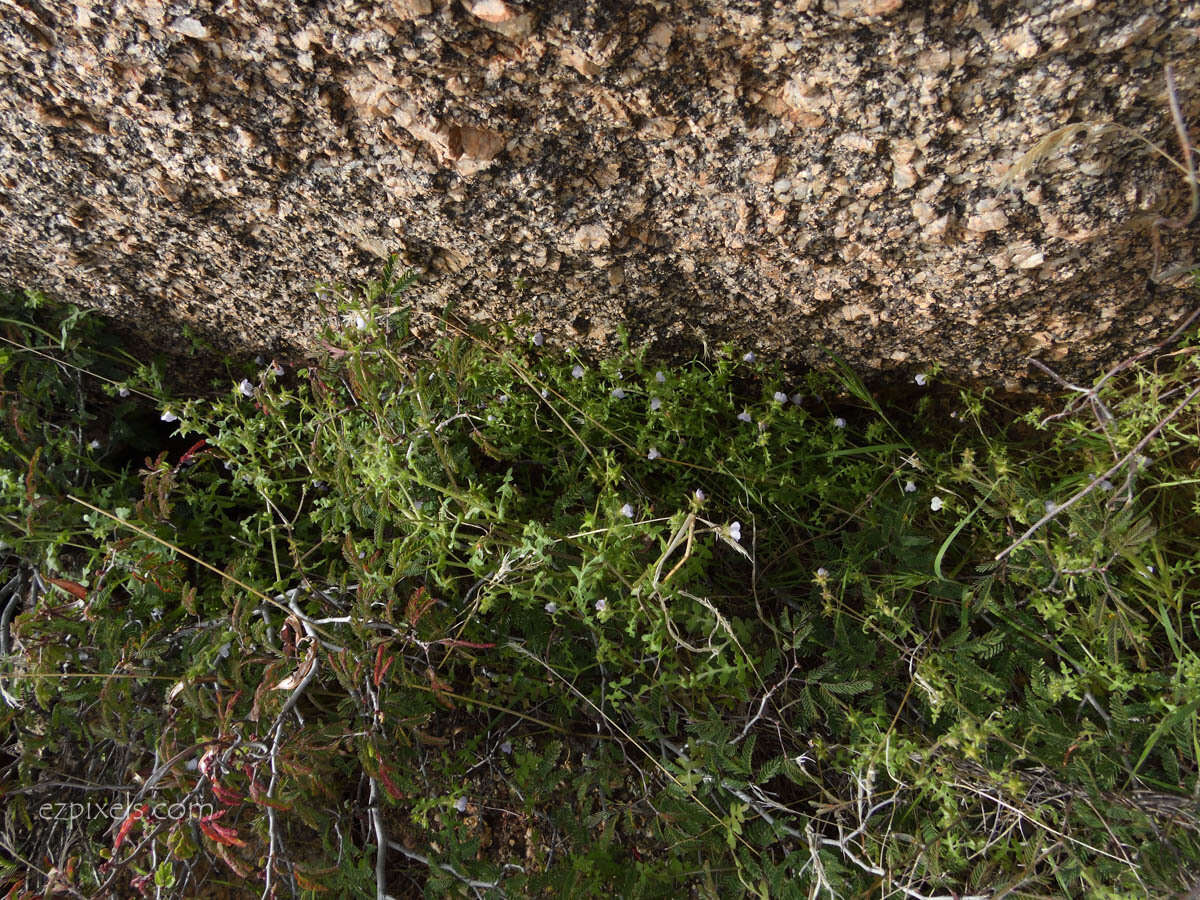 Image of Arizona fiestaflower