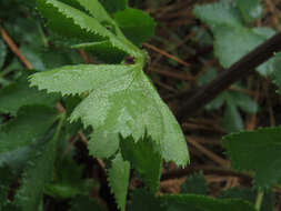 Слика од Tauschia hartwegii (A. Gray) J. F. Macbr.