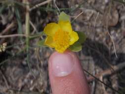 Portulaca umbraticola subsp. umbraticola resmi