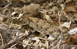 Image of Cedros Island Horned Lizard