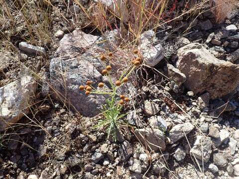 Image of Thurber's Sneezeweed