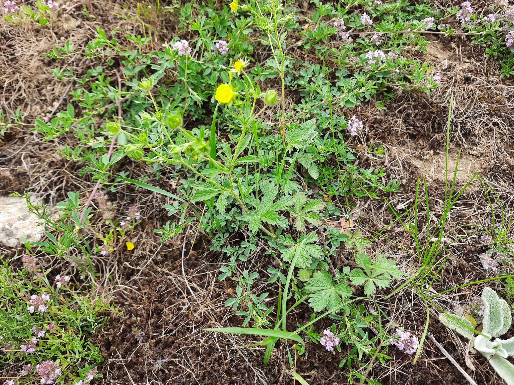 Image of Potentilla divaricata DC.