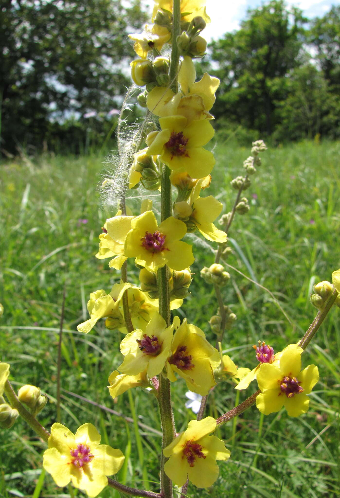 Image of nettle-leaf mullein