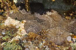 Image of Atlantic carpet anemone