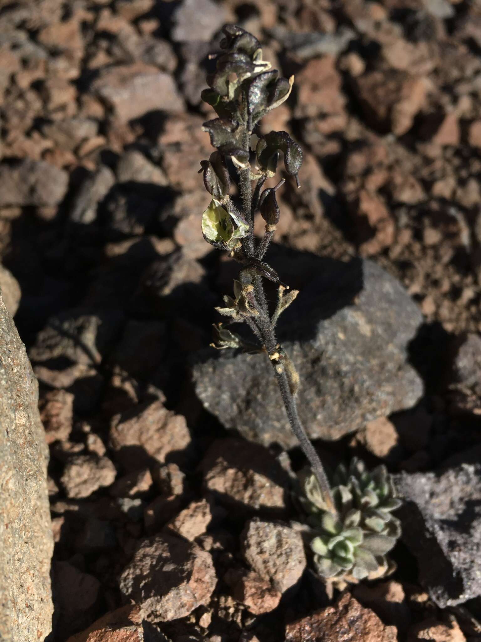 Image of Draba gilliesii Hook. & Arn.