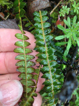 Image de Austroblechnum penna-marina subsp. penna-marina