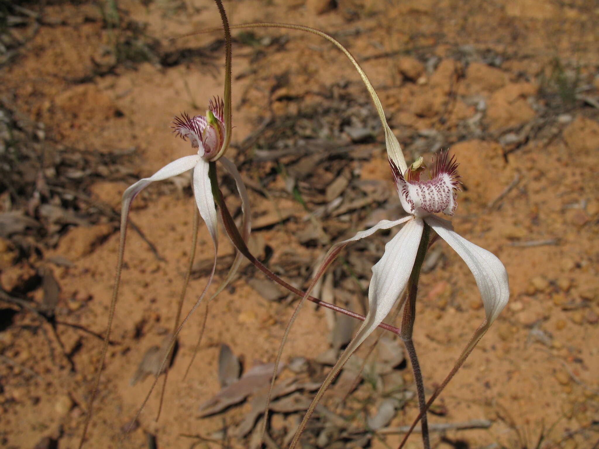 Image of Caladenia splendens Hopper & A. P. Br.