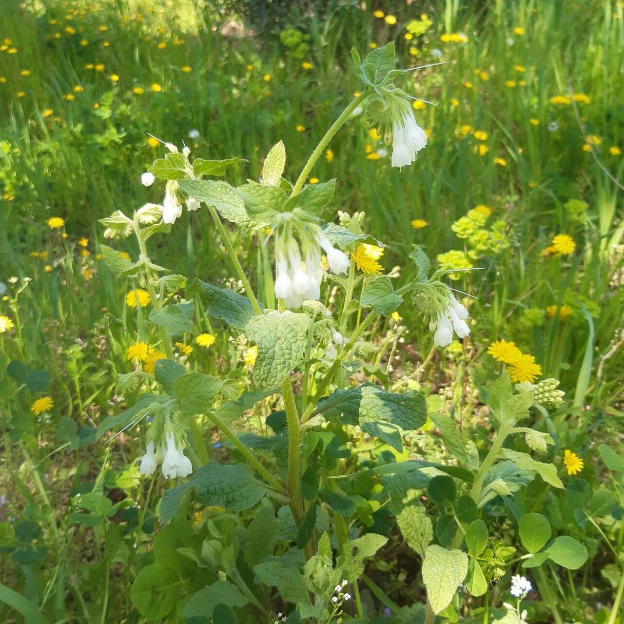 Слика од Symphytum anatolicum Boiss.