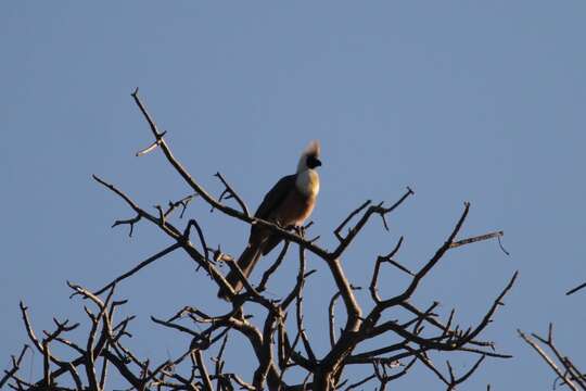 Image of Bare-faced Go-away Bird