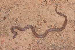 Image of Loos Snake