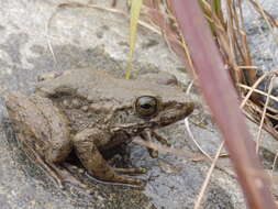 Image of Papurana arfaki (Meyer 1875)