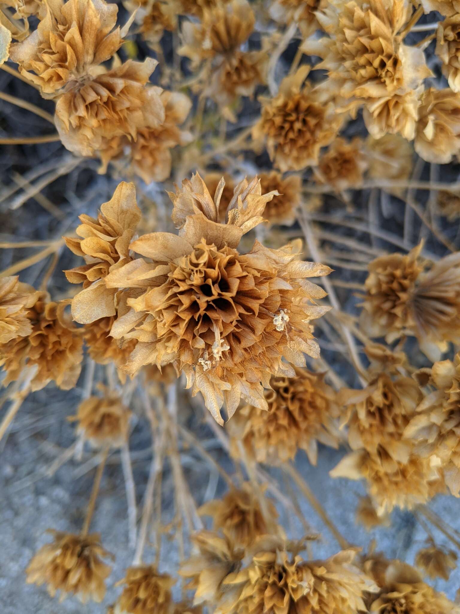 Image of Mojave sage