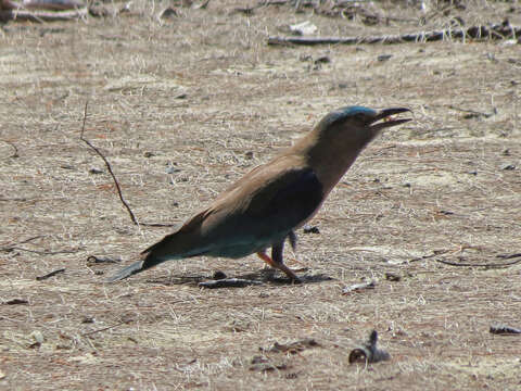 Image of Indochinese Roller