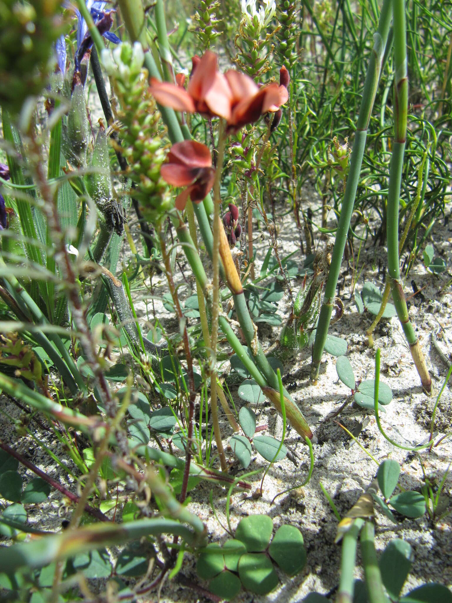 Image of Indigofera procumbens L.