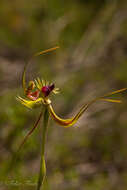 Image of Butterfly orchid