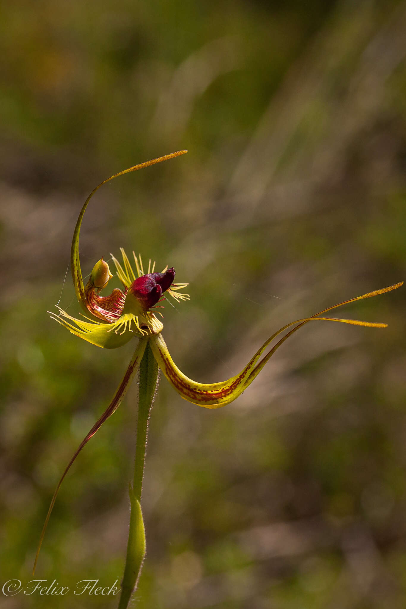 Image of Butterfly orchid