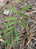 Tephrosia florida (F. Dietr.) C. E. Wood resmi