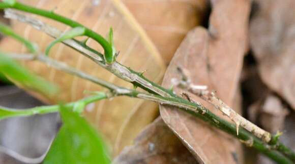 Image de Smilax spinosa Mill.