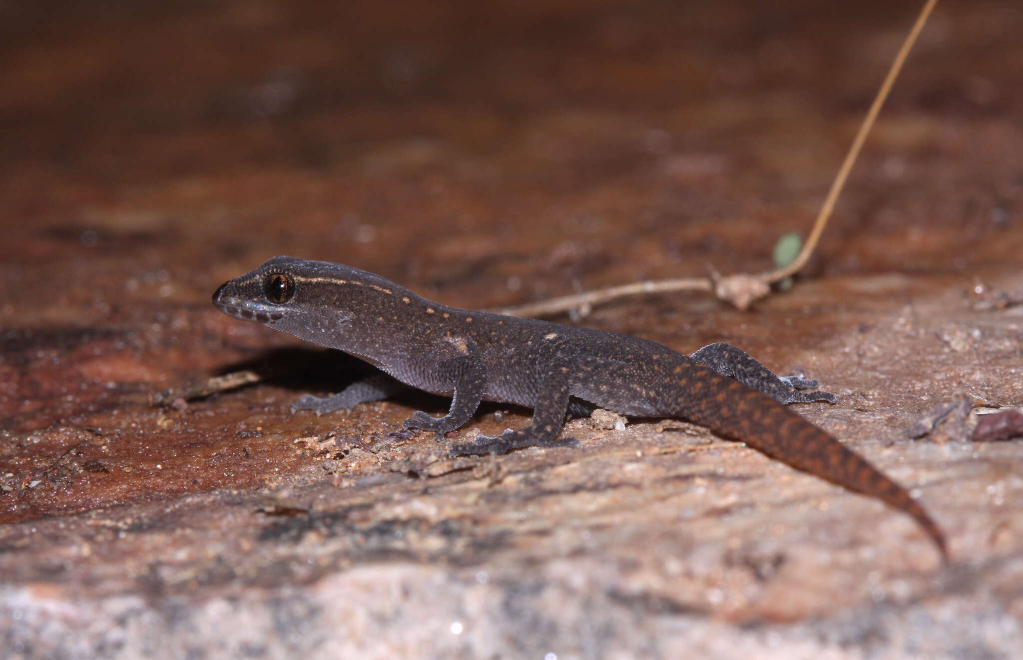 Image of Saurodactylus brosseti (Bons & Pasteur 1957)