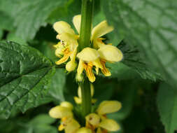 Lamium galeobdolon subsp. montanum (Pers.) Hayek的圖片