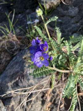 Image de Polemonium pulcherrimum subsp. lindleyi (Wherry) V. Grant