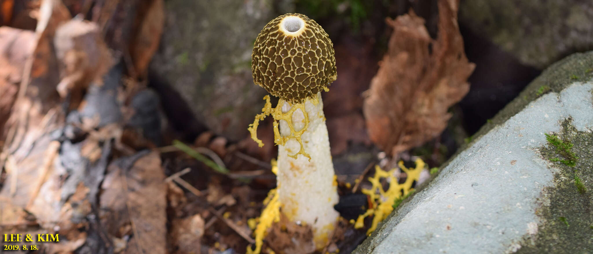 Image of Phallus luteus (Liou & L. Hwang) T. Kasuya 2009