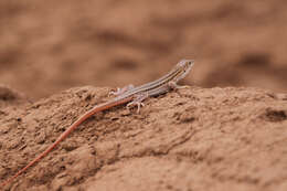 Image of Bosk’s fringe-toed lizard