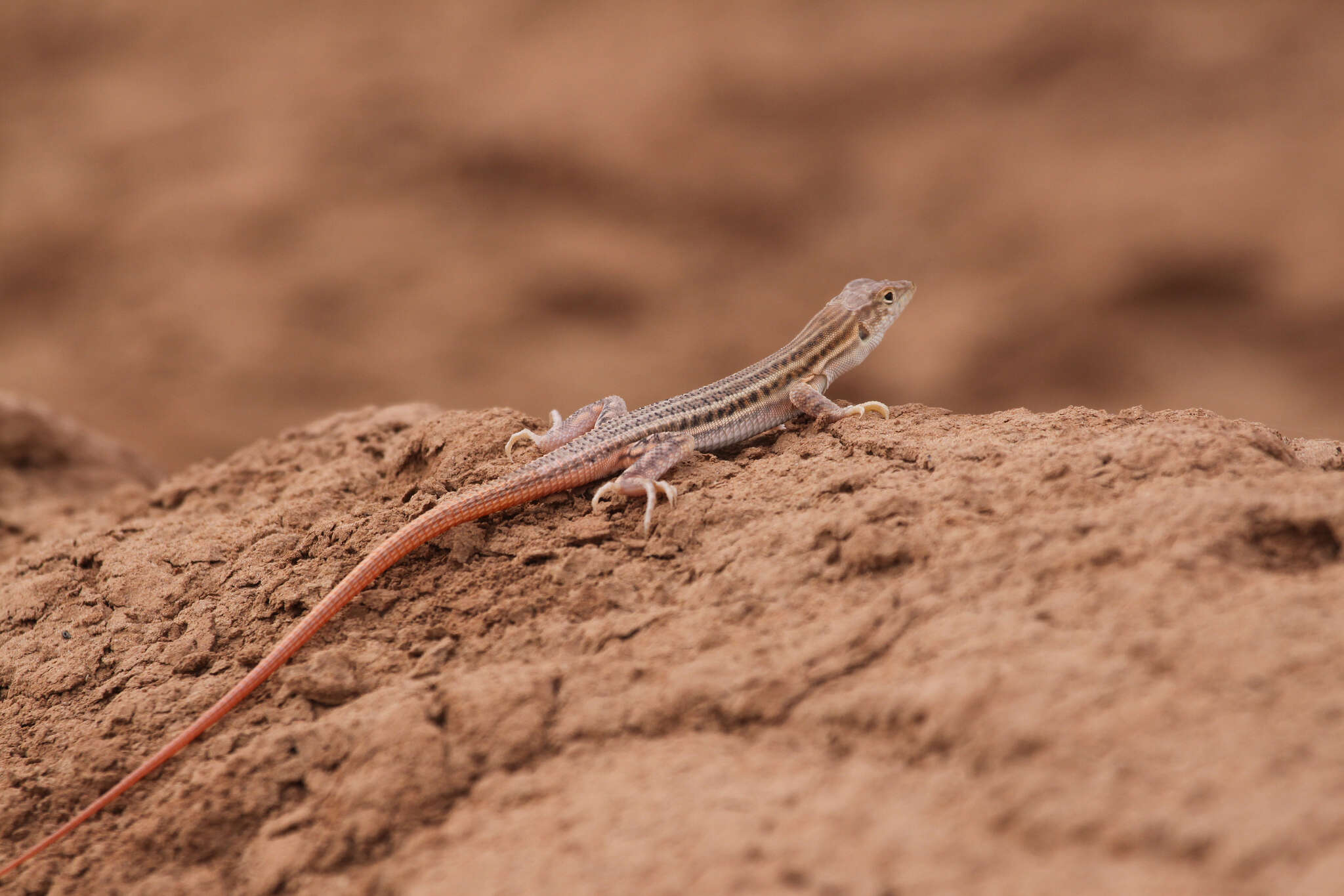 Image de Acanthodactylus boskianus (Daudin 1802)