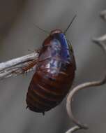 Image of Surinam cockroach