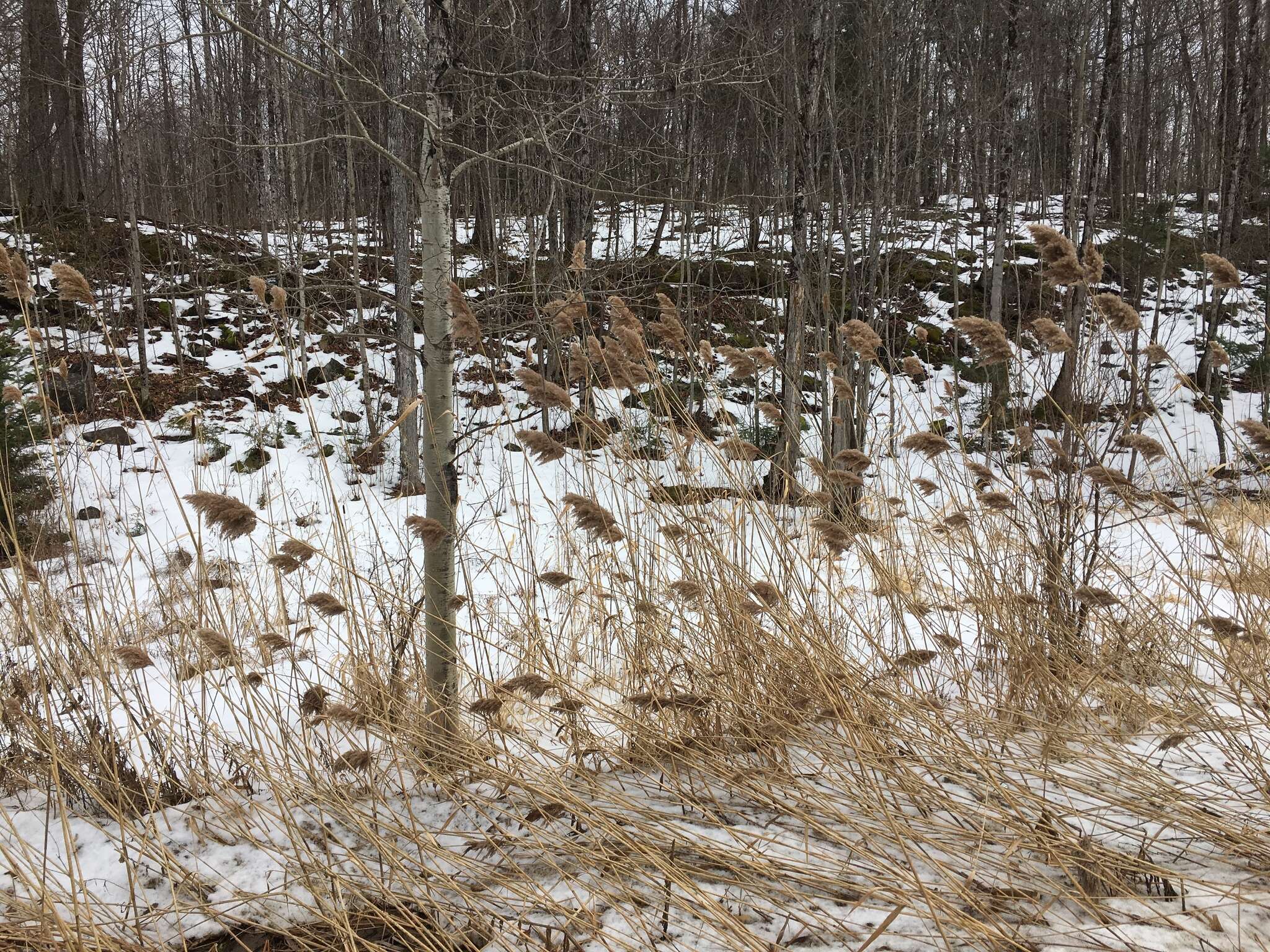 Image of Phragmites australis subsp. australis