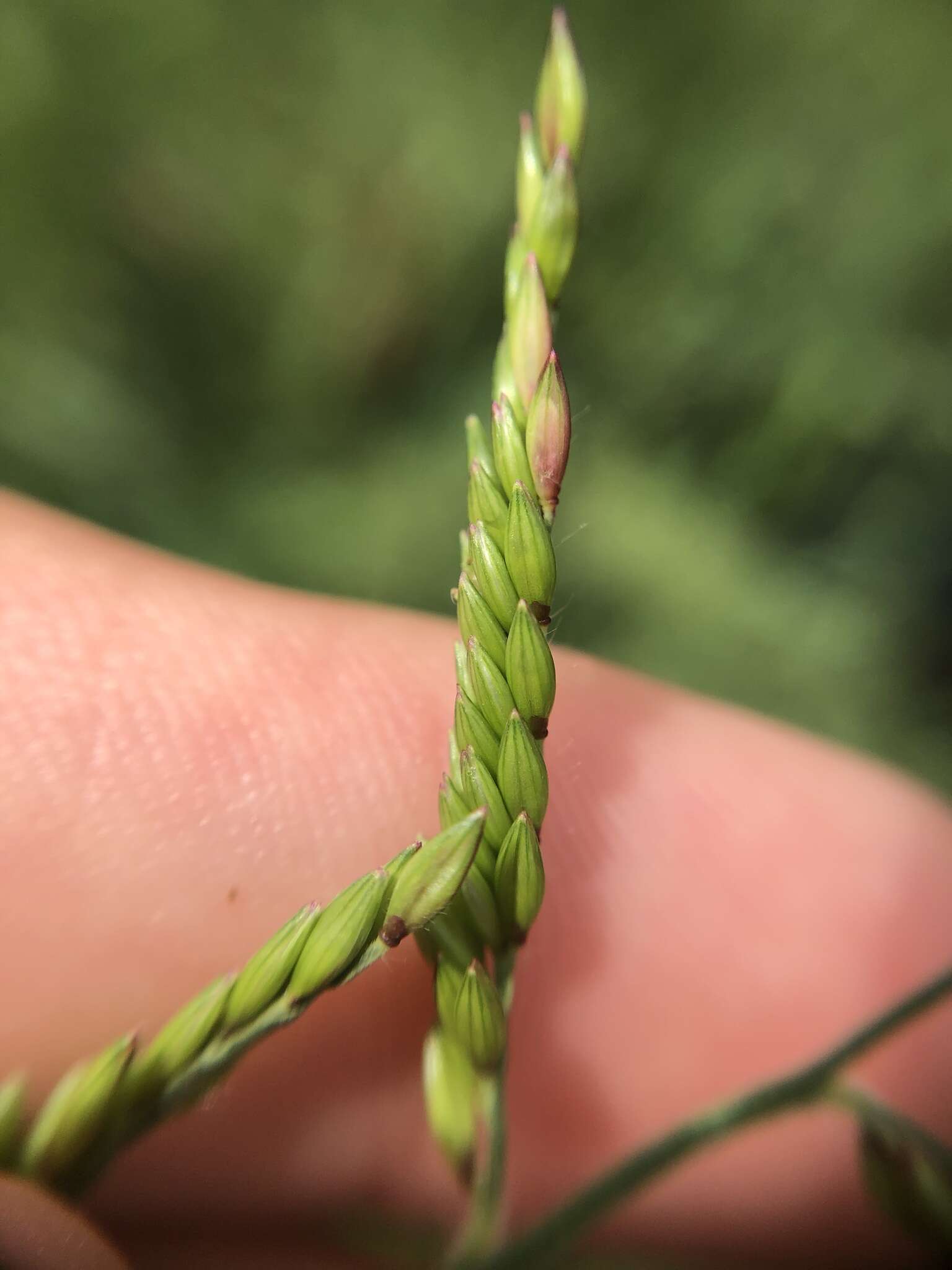 Image of Urochloa polystachya