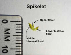 Image of Cyperus erectus (Schumach.) Mattf. & Kük.