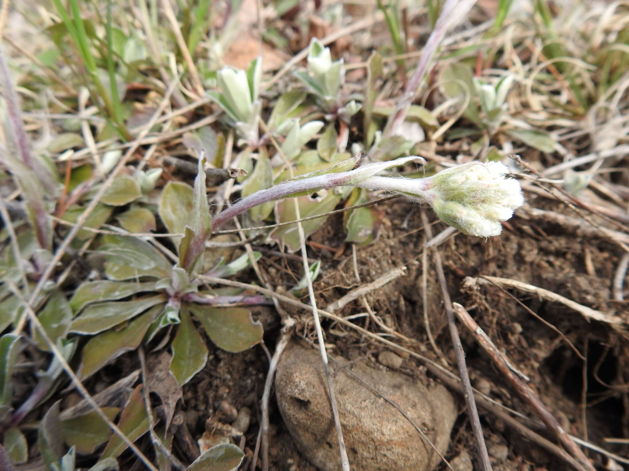 صورة Antennaria howellii subsp. neodioica (Greene) R. J. Bayer