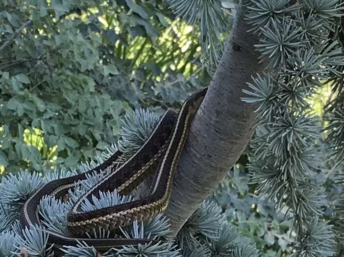 Слика од Thamnophis sirtalis dorsalis (Baird & Girard 1853)