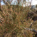 Image of Allocasuarina muelleriana subsp. muelleriana