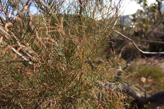 Image of Allocasuarina muelleriana subsp. muelleriana