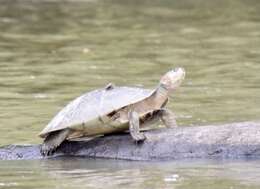 Image of Llanos Sideneck Turtle