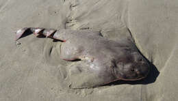 Image of Pacific Angel Shark