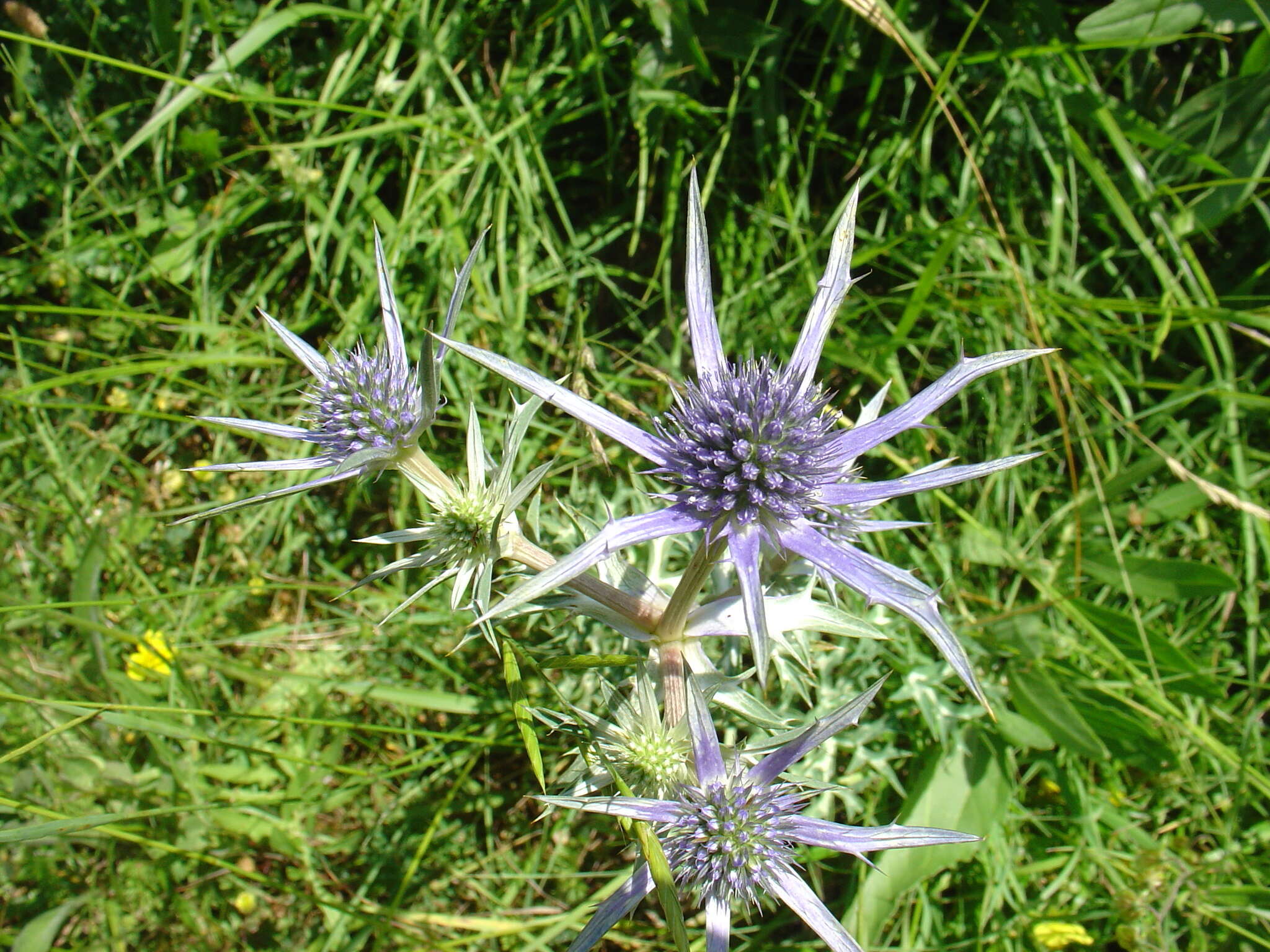 Eryngium bourgatii Gouan resmi